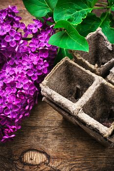 fragrant bush may lilac on background of scissors on wooden table