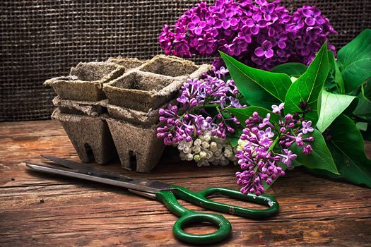 fragrant bush may lilac on background of scissors on wooden table