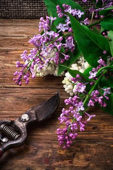 fragrant bush may lilac on background of scissors on wooden table