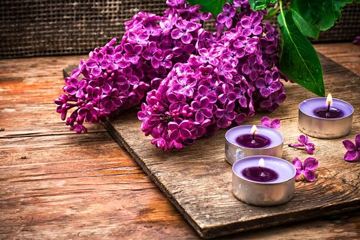 fragrant bush may lilac on background of scissors on wooden table