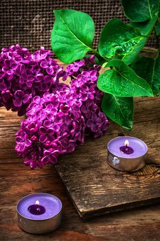 fragrant bush may lilac on background of scissors on wooden table