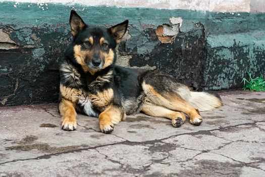 lonely dog with a sad look lying on the pavement.Selective focus