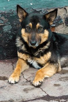 lonely dog with a sad look lying on the pavement.