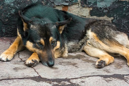 lonely dog with a sad look lying on the pavement.Selective focus