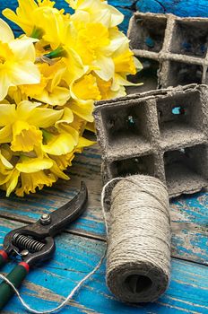 peat pots,gardening secateurs and buds of yellow daffodils