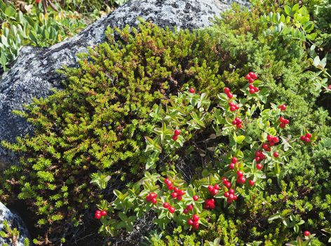Dwarf Cornel - Bunchberry Cornus suecica - with berries