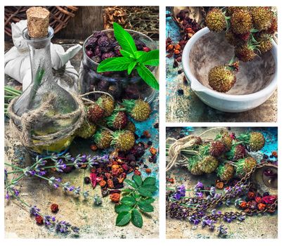 collage with the collected harvest medicinal herbs for medicinal and tonic decoctions.