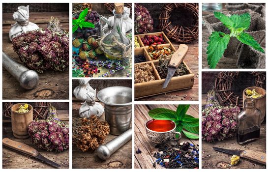 collage with the collected harvest medicinal herbs for medicinal and tonic decoctions.