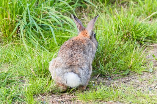 Wild rabbit sitting relaxed in the grass and eats.