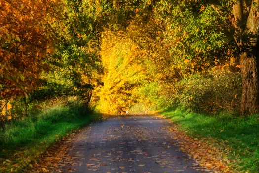 Autumnal Avenue near Sunshine in Velbert Germany.
