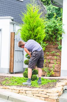 Gardeners in front of a house in the front yard. Trim a Tree of Life or Thuja tree with a hedge trimmer or chainsaw small to maintain its ornamental form.