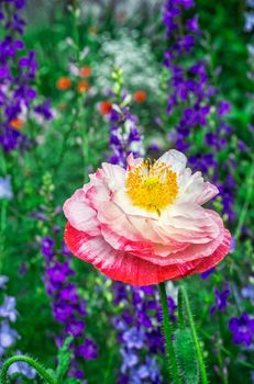 bright poppy flower on the flower meadow background.Selective focus