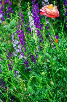 bright poppy flower on the flower meadow background.Selective focus