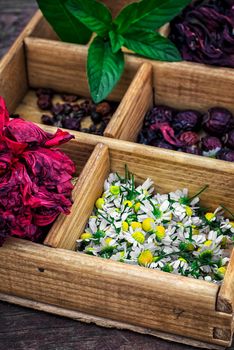 box collected in the fall of medicinal herbs for teas and medicinal teas