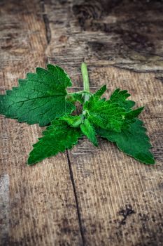 Melissa officinalis herb on wooden table top.Selective focus