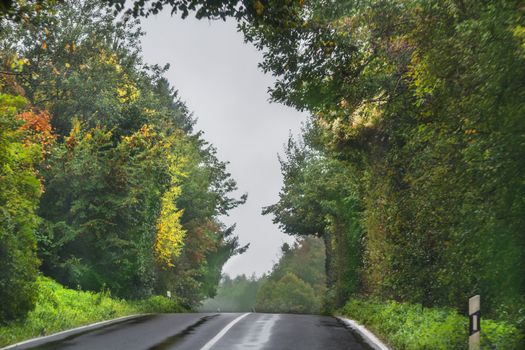 Treelined country road after a rain.