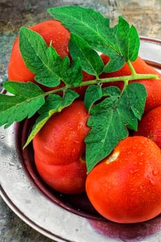harvest of ripe tomatoes with green foliage on an iron plate