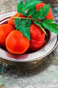 harvest of ripe tomatoes with green foliage on an iron plate