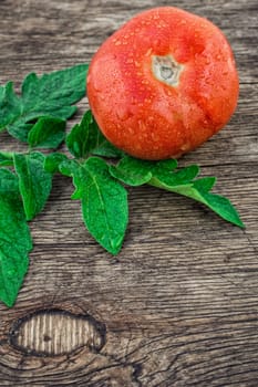 one ripe tomatoes with green leaves on wooden background