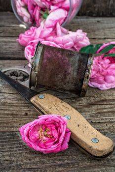 the harvest tea roses tea.The image is tinted
