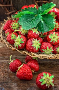 wicker basket with ripe strawberries on garden table.Selective focus.Photo tinted.