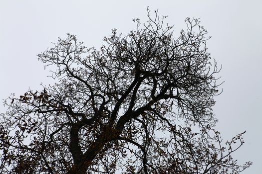 dry branches of black tree in the light sky