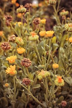 Autumn lawn with drying flowers.The image is tinted.Selective focus
