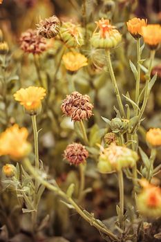 Autumn lawn with drying flowers.The image is tinted.Selective focus