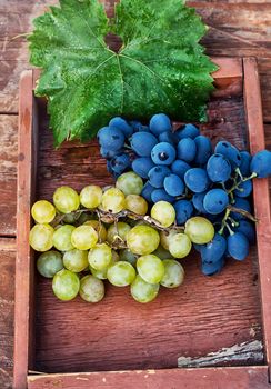 bunches of ripe grapes of the two varieties in wooden box