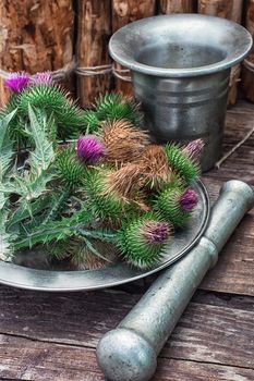 Bright prickly Thistle buds collected for medicinal purposes in the iron bowl with mortar and pestle.Photo tinted.