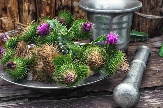 Bright prickly Thistle buds collected for medicinal purposes in the iron bowl with mortar and pestle.Photo tinted.Selective focus