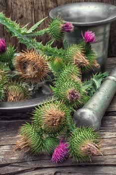 Bright prickly Thistle buds collected for medicinal purposes in the iron bowl with mortar and pestle.Photo tinted.