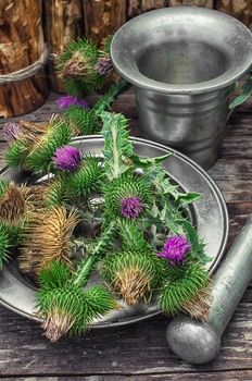 Bright prickly Thistle buds collected for medicinal purposes in the iron bowl with mortar and pestle.Photo tinted.