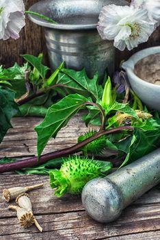 Stems of herbaceous medicinal plants genus Datura Nightshade family with poppy seeds on the background mortar with pestle.Selective focus