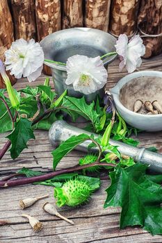 Stems of herbaceous medicinal plants genus Datura Nightshade family with poppy seeds on the background mortar with pestle.Selective focus