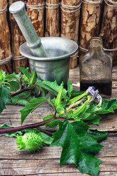 Stems of herbaceous medicinal plants genus Datura Nightshade family with poppy seeds on the background mortar with pestle.