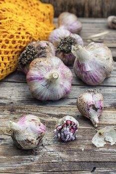autumn harvest of garlic scattered on the wooden style.Photo tinted