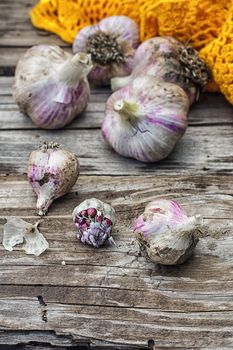 autumn harvest of garlic scattered on the wooden style.Photo tinted