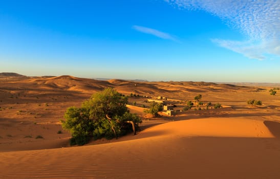 small green Bush growing on the sand in the Sahara desert Morocco