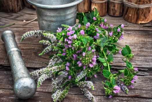 Cut bunch of cherry peppermint amid mortar in the rural style.Photo tinted.