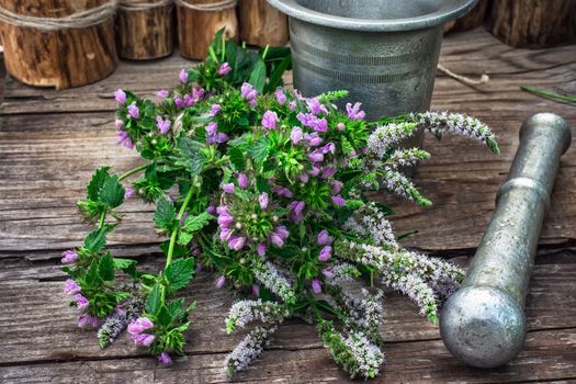 Cut bunch of cherry peppermint amid mortar in the rural style.Photo tinted.Selective focus