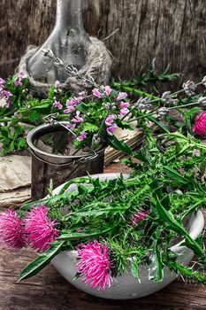 procurement of medicinal wild herbs thistle .Photo tinted.Selective focus