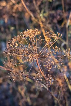 Dry bushes of dill in the fall vegetable garden.Photo tinted.