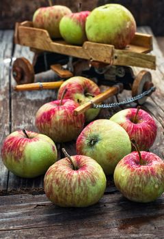 The crop of apples on wooden background on the background of the symbolic scale model of farmer's wagon.Photo tinted