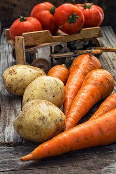 fresh carrots and fruits of tomato in the background is symbolic of  farmer's wagon