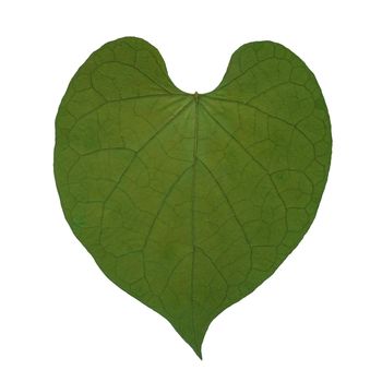Green dry leaf in shape heart isolated on white background