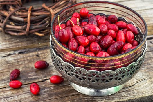 Ripe berry of the dogwood in an old vase on wooden background