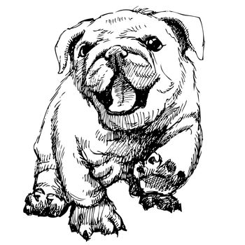 Bulldog puppy hand draw vector