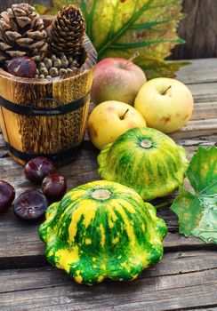 Autumn harvest squash with chestnuts and pine cones on wooden table