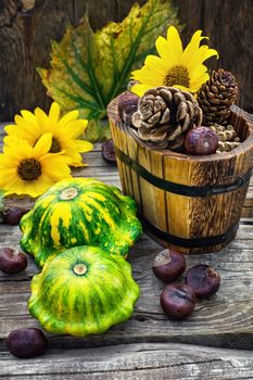 Autumn harvest squash with chestnuts and pine cones on wooden table
